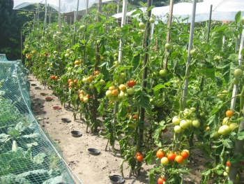 tomaten2005